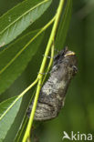 Goat Moth (Cossus cossus)