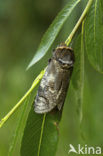 Goat Moth (Cossus cossus)