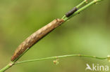 Vogelwiekje (Dypterygia scabriuscula)