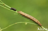 Vogelwiekje (Dypterygia scabriuscula)
