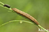 Vogelwiekje (Dypterygia scabriuscula)