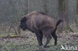 Wisent (Bison bonasus) 