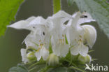 Witte dovenetel (Lamium album)