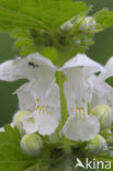 White Dead-nettle (Lamium album)