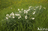 Witte narcis