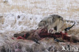Grey Wolf (Canis lupus)