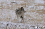 Grey Wolf (Canis lupus)