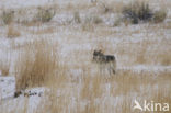 Grey Wolf (Canis lupus)
