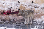 Grey Wolf (Canis lupus)