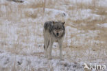 Grey Wolf (Canis lupus)