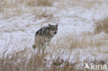 Grey Wolf (Canis lupus)