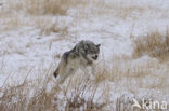 Grey Wolf (Canis lupus)