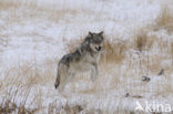 Grey Wolf (Canis lupus)