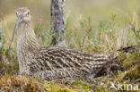 Eurasian Curlew (Numenius arquata) 