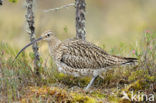 Eurasian Curlew (Numenius arquata) 