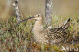 Eurasian Curlew (Numenius arquata) 