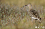 Eurasian Curlew (Numenius arquata) 