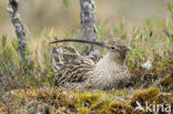 Eurasian Curlew (Numenius arquata) 