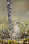 Eurasian Curlew (Numenius arquata) 