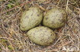 Eurasian Curlew (Numenius arquata) 