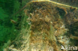 Plumose anemone (Metridium senile)