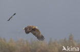 White-tailed Sea Eagle (Haliaeetus albicilla)