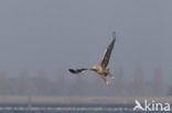 Zeearend (Haliaeetus albicilla)