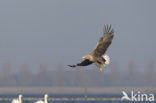 Zeearend (Haliaeetus albicilla)