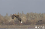 White-tailed Sea Eagle (Haliaeetus albicilla)