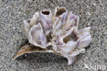 Zeetulp (Megabalanus tintinnabulum)