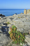 Rock Samphire (Crithmum maritimum)