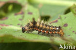 Zuringuil (Acronicta rumicis)