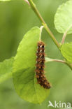 Knot Grass (Acronicta rumicis)