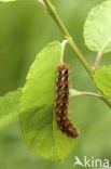 Zuringuil (Acronicta rumicis)