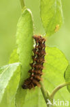 Zuringuil (Acronicta rumicis)