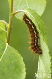 Knot Grass (Acronicta rumicis)