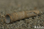 Grooved Tusk-Shell (Dentalium vulgare)
