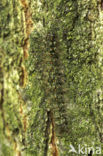 Zwart beertje (Atolmis rubricollis)