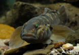 round goby (Neogobius melanostomus)