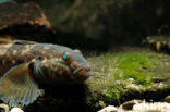 round goby (Neogobius melanostomus)