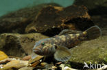 round goby (Neogobius melanostomus)