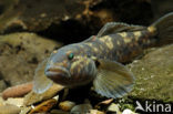 round goby (Neogobius melanostomus)