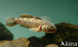 round goby (Neogobius melanostomus)