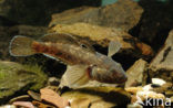 round goby (Neogobius melanostomus)