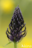 Zwartblauwe rapunzel (Phyteuma spicatum ssp.nigrum) 