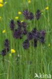 Black-horned Rampion (Phyteuma spicatum ssp.nigrum)