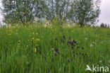 Black-horned Rampion (Phyteuma spicatum ssp.nigrum)