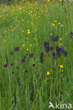 Black-horned Rampion (Phyteuma spicatum ssp.nigrum)