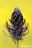 Zwartblauwe rapunzel (Phyteuma spicatum ssp.nigrum) 