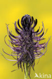 Black-horned Rampion (Phyteuma spicatum ssp.nigrum)